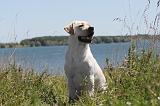 LABRADOR 047